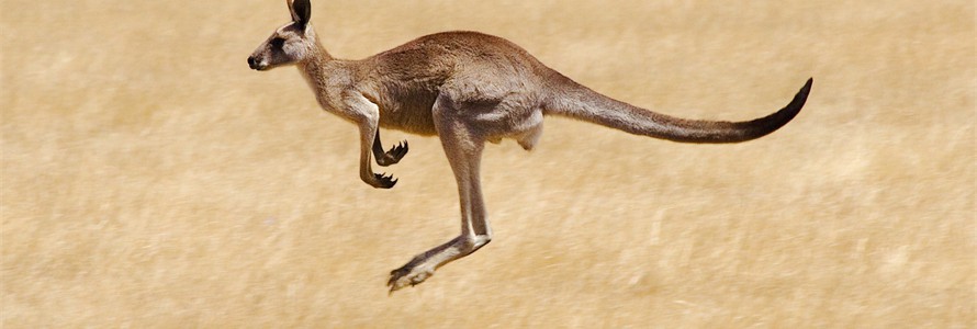 Kangaroo Hopping - Echidna Walkabout