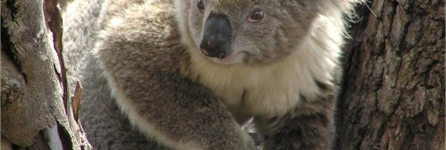 Koala - Echidna Walkabaout