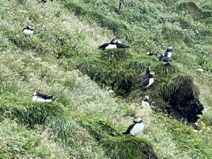 group of puffins300