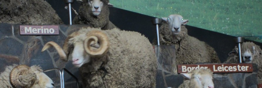 Sheep exhibit at the Agrodome, Rotorua, North Islanld.