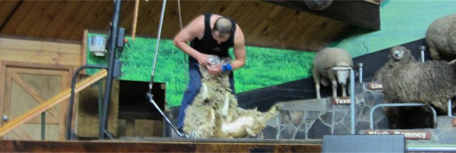 Sheep Shearing at the Agrodome, Rotorua, North Island.