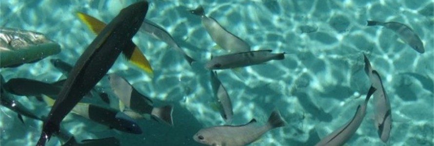 French Polynesia is a natural aquarium.