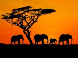africa